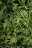 Polypodium glycyrrhiza 'Longicaudatum' RCP5-2015 088.JPG